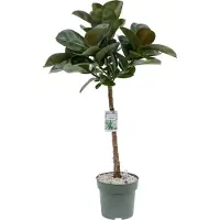 Beautanic Lifestyle Ficus Makana (Elastica) 110cm hoog met watermeter Ø27cm