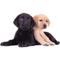 VAN IKKE Muursticker 2 labrador puppies