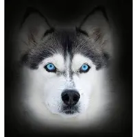 Viyo *** 2 X ****+ imune voor honden 7 zakjes .. ..Gezond en lekker voedingssupl. versterkt de immuniteit van uw hond ** 2 X 7 zakjes = 14 zakjes