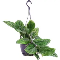 Green bubble Epipremnum pinnatum 'Marble Planet' hangplant - 40 cm