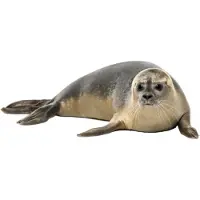 VAN IKKE Muursticker Zeehond XXL
