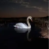 Bigwax Dis Cnt IS PEACE WILD?
