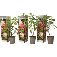 FloraStore Hortensia Paniculata 'Pink Lady' - Set van 3 - Pot 9cm - Hoogte 25-40m - Hydr. Pan. Pink Lady x3