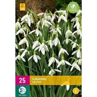 Jub holland - bloembollen - Galanthus elwesii - maat 5/6 - 25 stuks