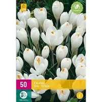 Jub holland - bloembollen - Krokus/Crocus Wit - maat 7/8 - 30 stuks