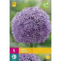 JUB Allium Gladiator bloembollen 5 bollen Sierui