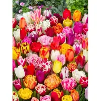 Jub holland 35 Tulpenbollen - Tulpen Darwin Hybrid Mix - Hoge Tulpen 50 cm. - Gemengde Tulpenbollen - Grootverpakking - Voordeelverpakking