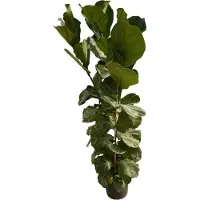 123flora.nl Ficus Lyrata struik - 180 cm - Ø30