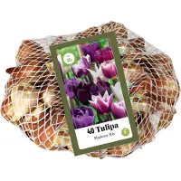 Jub holland 35 Tulpenbollen - Tulpen Blueberry Gemengd - Bloembollen - Paars / Wit - Hoogte 40 cm. - Voordeelverpakking - Grootverpakking
