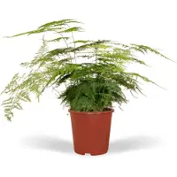 Planteda Asparagus setaceus - Ø17cm - 45cm