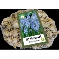Jub holland 100 Muscari - Blauwe Druifjes - Bloembollen - Voordeelverpakking - Grootverpakking