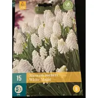 JUB - Muscari White magic