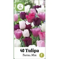 Jub holland 40 Gemengde Tulpenbollen - Pastel Mix - Bloembollen - Tulpen Triumph - Paars / Roze Tulpen