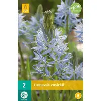 JUB - Camassia cusickii