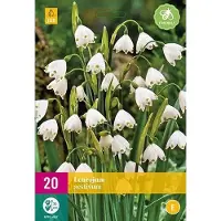 Jub holland - bloembollen - Zomerklokje/Leucojum aestivum - maat 8/9 - 20 stuks