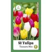 Jub holland - bloembollen - Tulpen Triumph mix - maat 11/12 - 50 stuks - Voordelige keuze