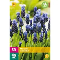 Jub holland - Blauwe druifjes bloembollen - Muscari latifolium - maat 5/6 - 50 stuks