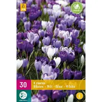 Jub holland - bloembollen - Krokus/Crocus Blauw-Wit - maat 7/8 - 30 stuks