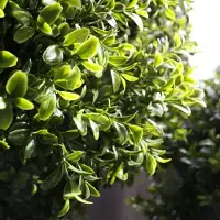 Maxifleur Kunstplanten Buxus bol deluxe kunstplant 25cm - UV bestendig