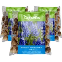 Organifer 500 Muscari Armeniacum Bollen - Muscari Bloembollen - Biologische Bloembollen - Zomerbollen - Lente Bloemen - (XXL Bloembollen formaat 9/10 cm) -
