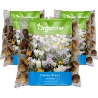 Organifer 500 Krokussen Bloembollen - Bloembollen Krokus - Krokus - Bloembollen Mix - Biologische Bloembollen - Zomerbollen - (XXL Bloembollen Formaat 8/9 cm) -