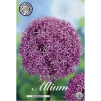 Dutch flower lady Globemaster Allium Bloembollen 1 stuks bolmaat 20+