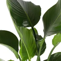 Everspring Green Harmony - Strelitzia Nicolai Ø24cm 120cm in Boule TAUPE pot