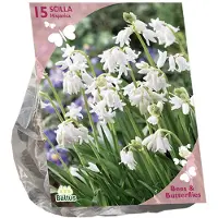 Baltus - Bees & Butterflies Scilla Hispanica Wit per 15 bloembollen