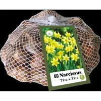 Jub holland - bloembollen - Narcissen Téte-à-Téte - maat 10/11 - 50 stuks - populaire keuze