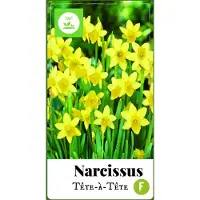 JUB Narcissus Tete-a-Tete bloembollen 50 bollen Narcis