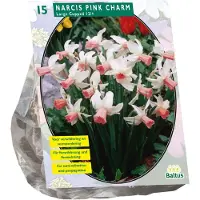 Baltus - Bollen Narcis Pink Charm 15 stuks