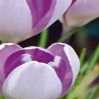 JUB - Crocus Vanguard
