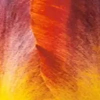 JUB - Tulipa Amberglow