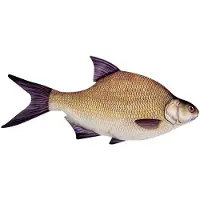 Energoteam Bream 74016473 Pillow Goud