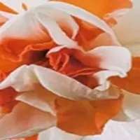 JUB - Narcissus Replete
