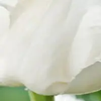 JUB - Tulipa noordeinde