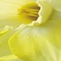 JUB - Narcissus Cairngorm