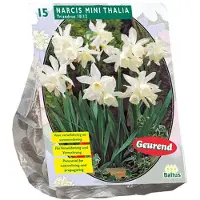 Baltus Narcis Mini Thalia - 1 x 15 bloembollen