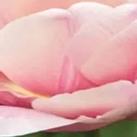 JUB - Tulipa Tabledance