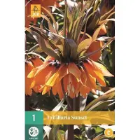 JUB - Fritillaria imp. Sunset