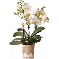 Intratuin Mini Vlinderorchidee 3 Tak (Phalaenopsis Kolibri 'Lausanne') D 9 H 40 Cm