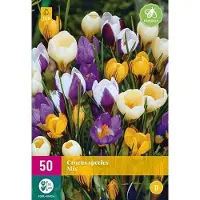 Jub holland - bloembollen - Krokus/Crocus Species Mix - maat 5/+ - 50 stuks