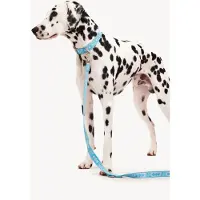 DOGGUO Leash - Hondenriem - 23 cm Blauw Zilver Voor Kleine Honden