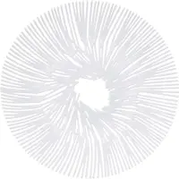 Koziol Schaal Anemone 32,8 X 4 Cm Wit