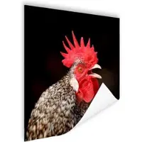 PosterMonkey Poster Kraaiende haan - 75x75 cm