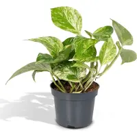 Hello Plants Epipremnum Scindapsus Marble Queen - Ø 12 cm - Hoogte: 15 cm - Drakenklimop Klimplant Hangplant