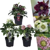 Frank GmbH | Set van 3 Kerstroos bijzondere soorten mix | 3x Helleborus Orientalis | 15 cm Ø | 25 cm | Winterharde kerstroos planten | Tuinplanten | Herfstplanten