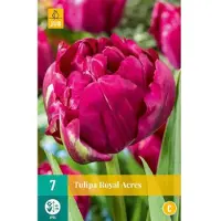 JUB - Tulipa royal acres