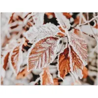 PosterMonkey Poster 160x120 cm - Bladeren - IJs - Winter - Natuur - Posters - Kamer decoratie - Wanddecoratie woonkamer - Muurdecoratie slaapkamer XXL