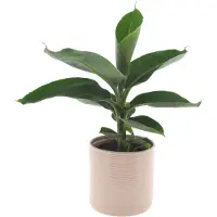 Intenza Bananenplant | 30cm | met gebroken witte keramieken pot